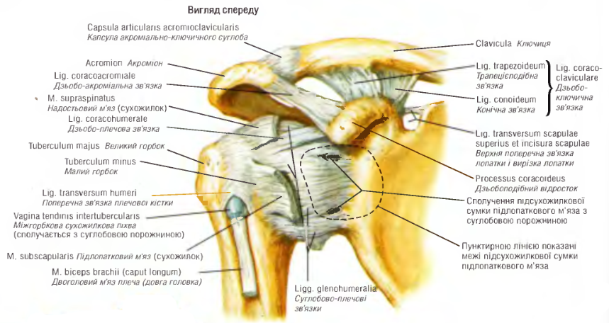 Anatomiya Plechovogo Sugloba Dnevnik Netty Krasota I Moda Onlajn